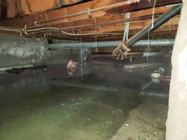 Best Ceiling water damage repair  in Trumann, AR