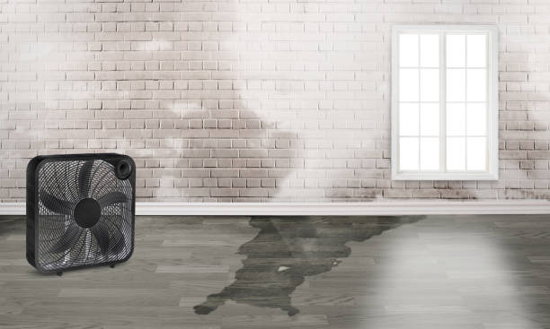 Best Water damage repair service  in Trumann, AR